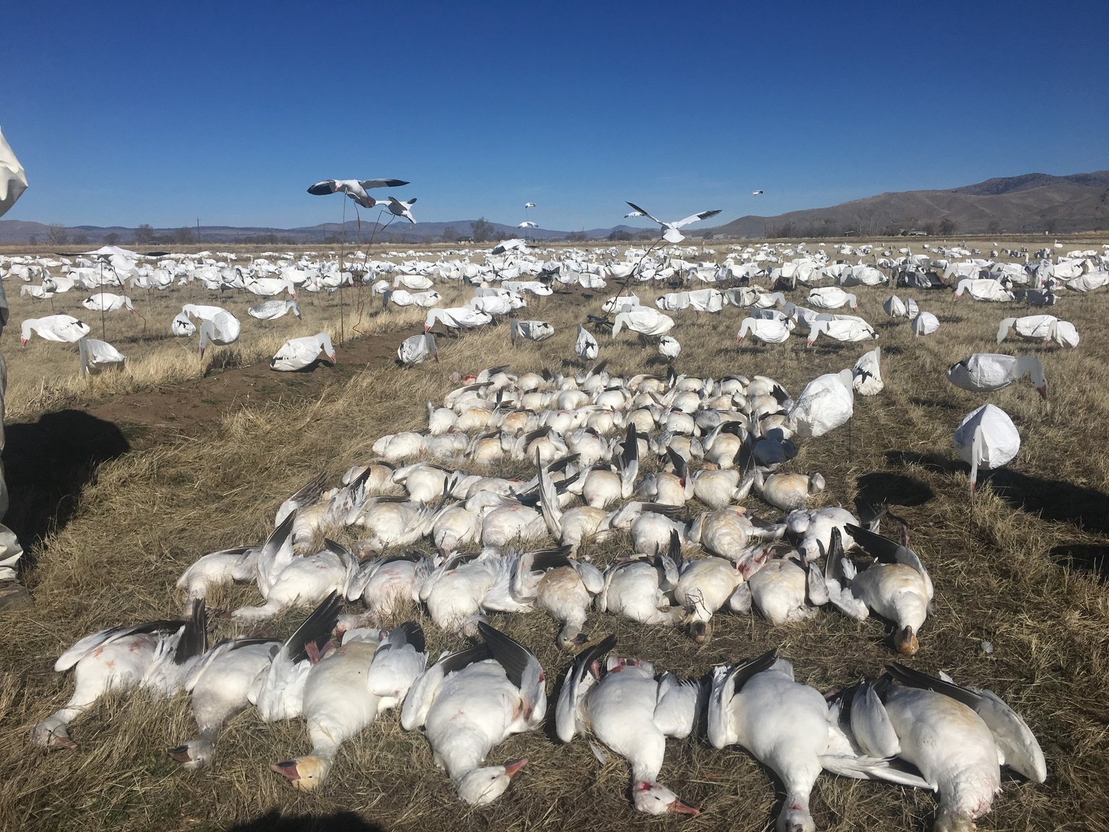 North East Zone waterfowl hunt