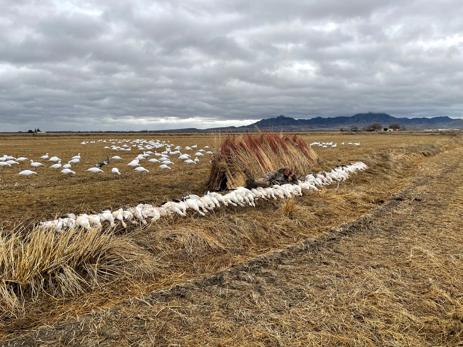 Sutter Basin waterfowl hunt