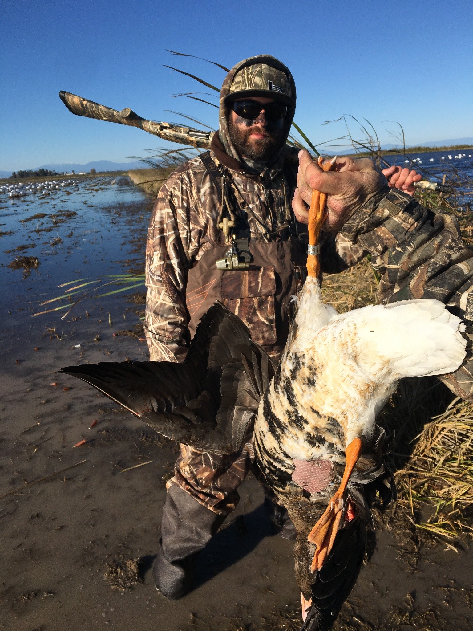 Sutter Basin waterfowl hunt