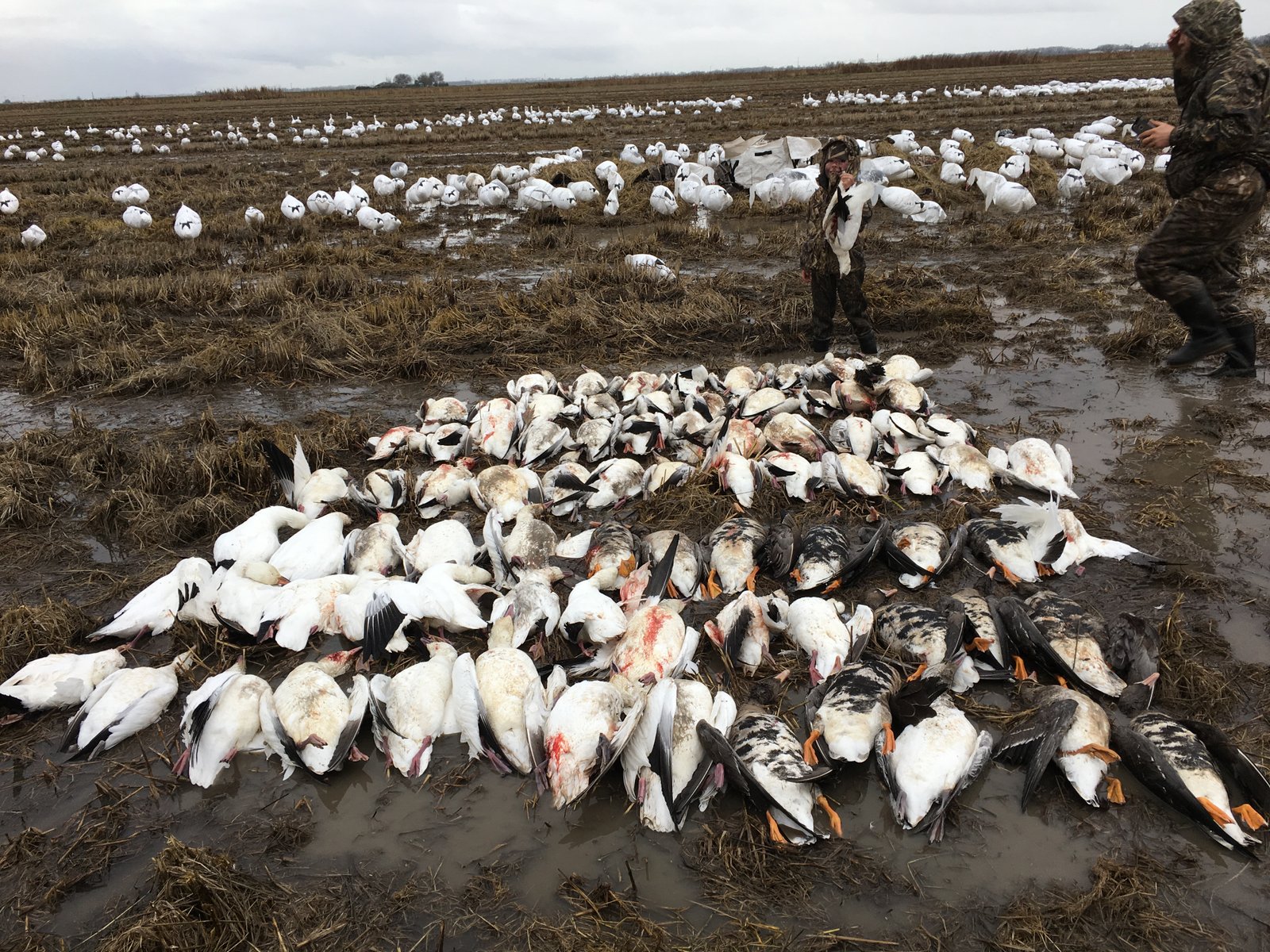 Sutter Basin waterfowl hunt